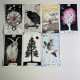 Таро «The Wild Unknown Tarot» Ким Кран (Дикое неизвестное)